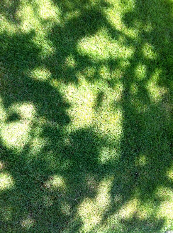 Fondo Césped Sombra